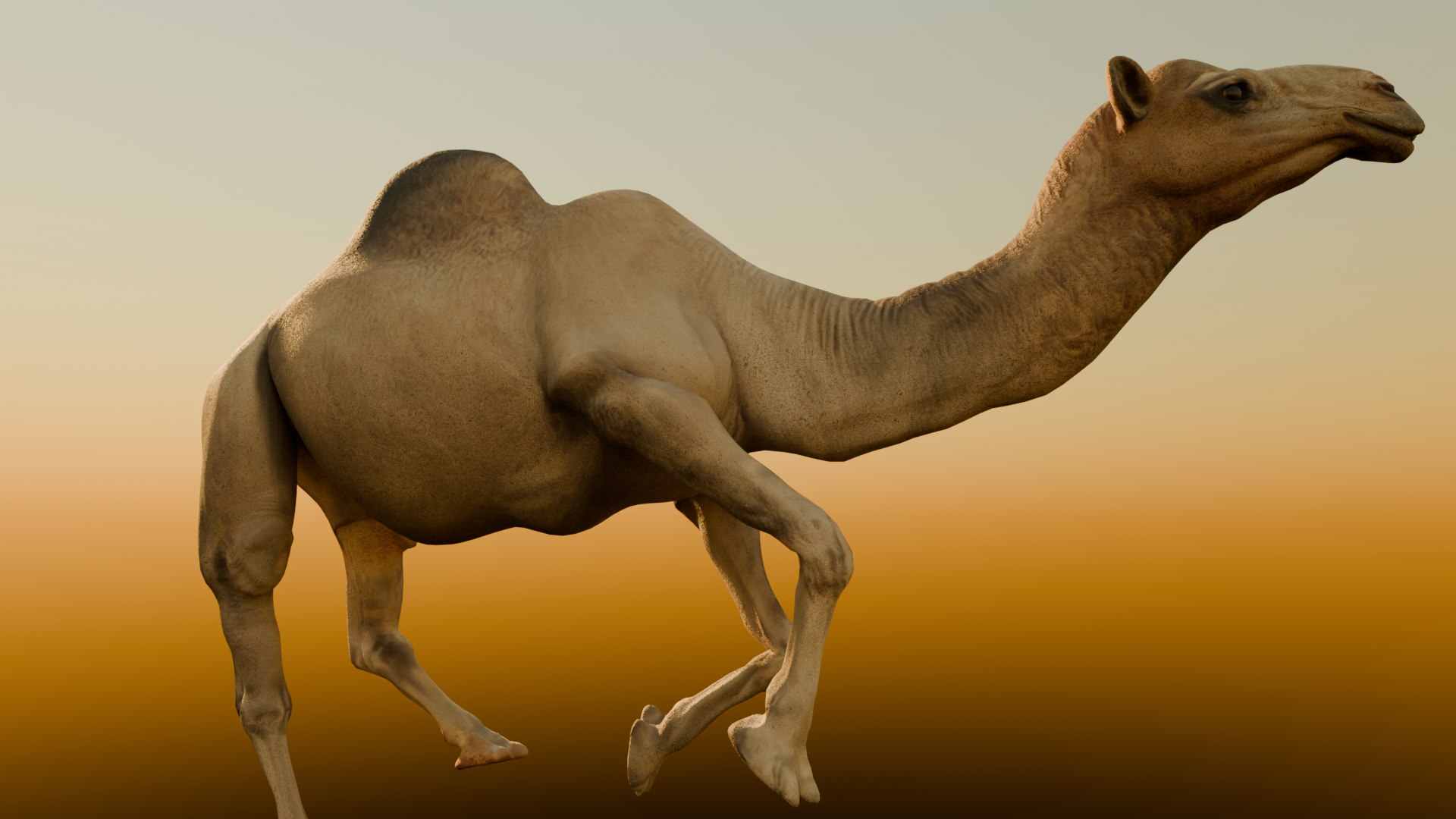 Realistic Animated Camel Rigged and Low Poly Game Ready Low-poly 3D model 3D model https://p.turbosquid.com/ts-thumb/Zi/wCyHKB/7k/13/png/1774801488/1920x1080/fit_q87/c7a935ee1674471954fdbe33f8247df5fab99126/13.jpg