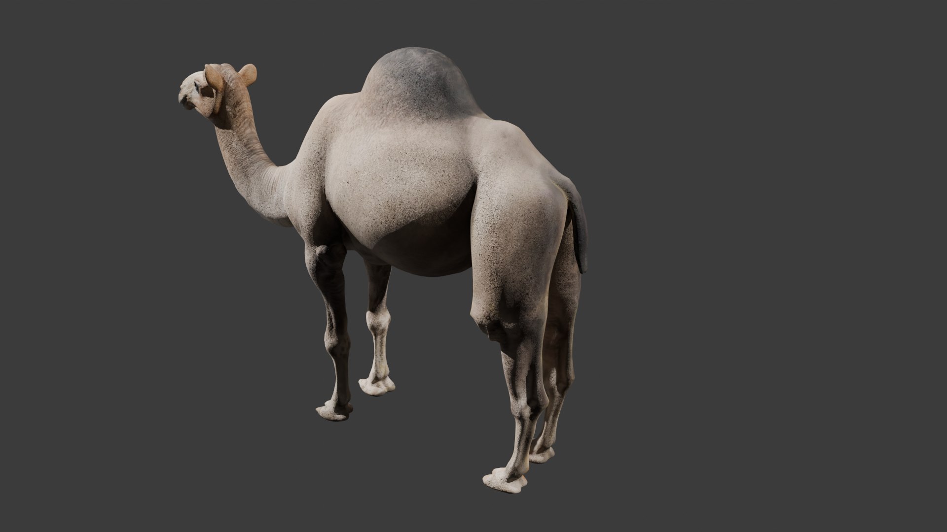 Realistic Animated Camel Rigged and Low Poly Game Ready Low-poly 3D model 3D model https://p.turbosquid.com/ts-thumb/Zi/wCyHKB/IT/2/png/1774797730/1920x1080/fit_q87/4bd5d51fd579d97a417bf3b67f766c87c2333747/2.jpg