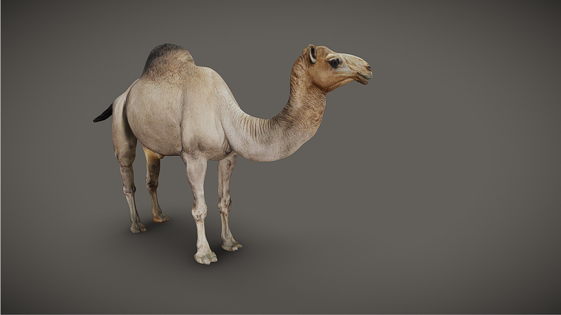 Realistic Animated Camel Rigged and Low Poly Game Ready Low-poly 3D model 3D model https://p.turbosquid.com/ts-thumb/Zi/wCyHKB/Le/screenshot/jpg/1774797770/1920x1080/fit_q87/58874b14f5612d613e6fe5d5f023fb6e17b518d6/screenshot.jpg