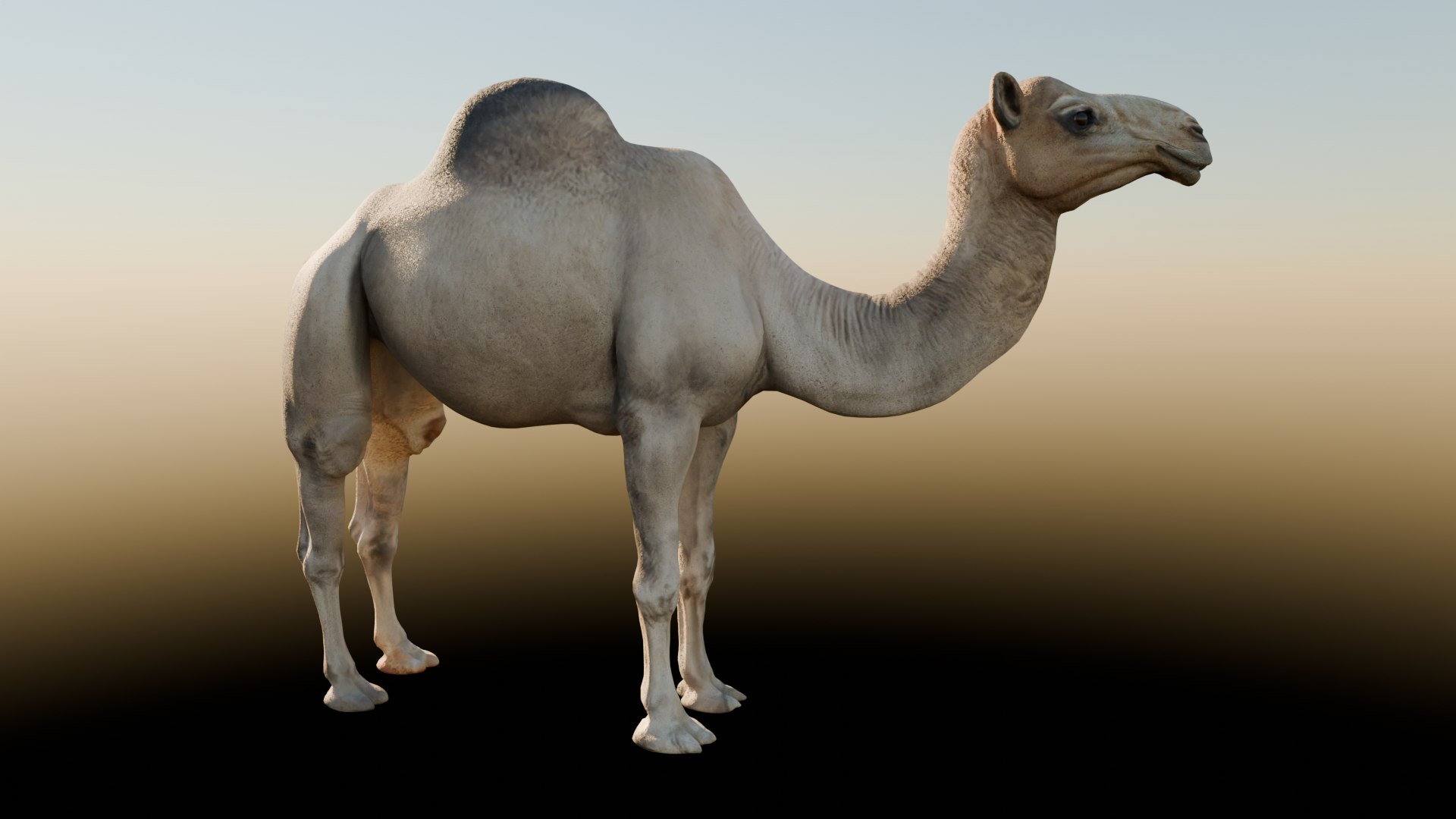 Realistic Animated Camel Rigged and Low Poly Game Ready Low-poly 3D model 3D model https://p.turbosquid.com/ts-thumb/Zi/wCyHKB/bV/14/png/1774801488/1920x1080/fit_q87/9ecebf275a8cc09ad158c72e7529f44f2fc1bac1/14.jpg
