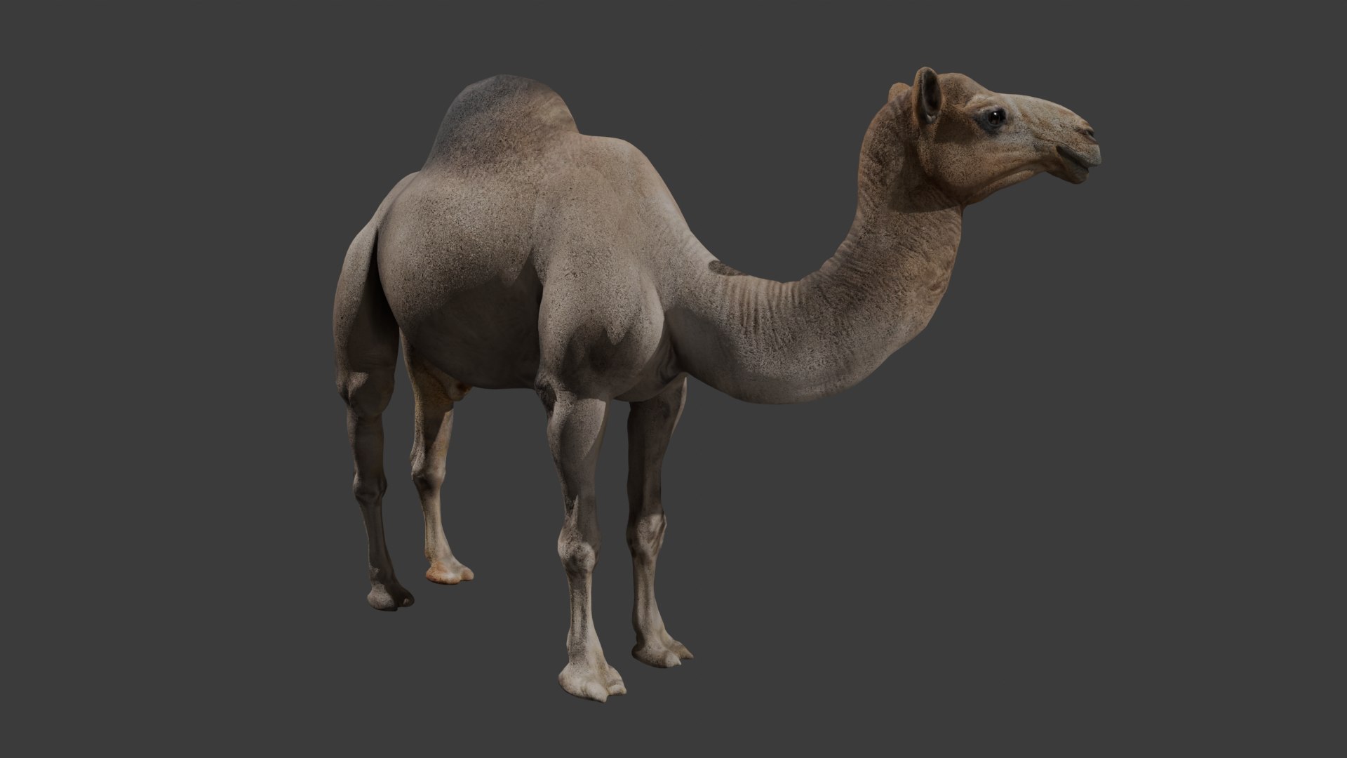 Realistic Animated Camel Rigged and Low Poly Game Ready Low-poly 3D model 3D model https://p.turbosquid.com/ts-thumb/Zi/wCyHKB/tu/3/png/1774797743/1920x1080/fit_q87/9b47f9787088bf9eb1c6d30bb1e53f924091ffed/3.jpg