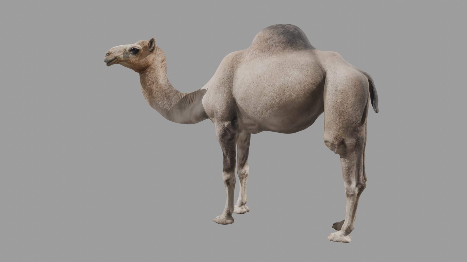 Realistic Animated Camel Rigged and Low Poly Game Ready Low-poly 3D model 3D model https://p.turbosquid.com/ts-thumb/Zi/wCyHKB/yc/4/png/1774797746/1920x1080/fit_q87/7bad95ad649926bc80fd81b5ae26dfe54828d11b/4.jpg