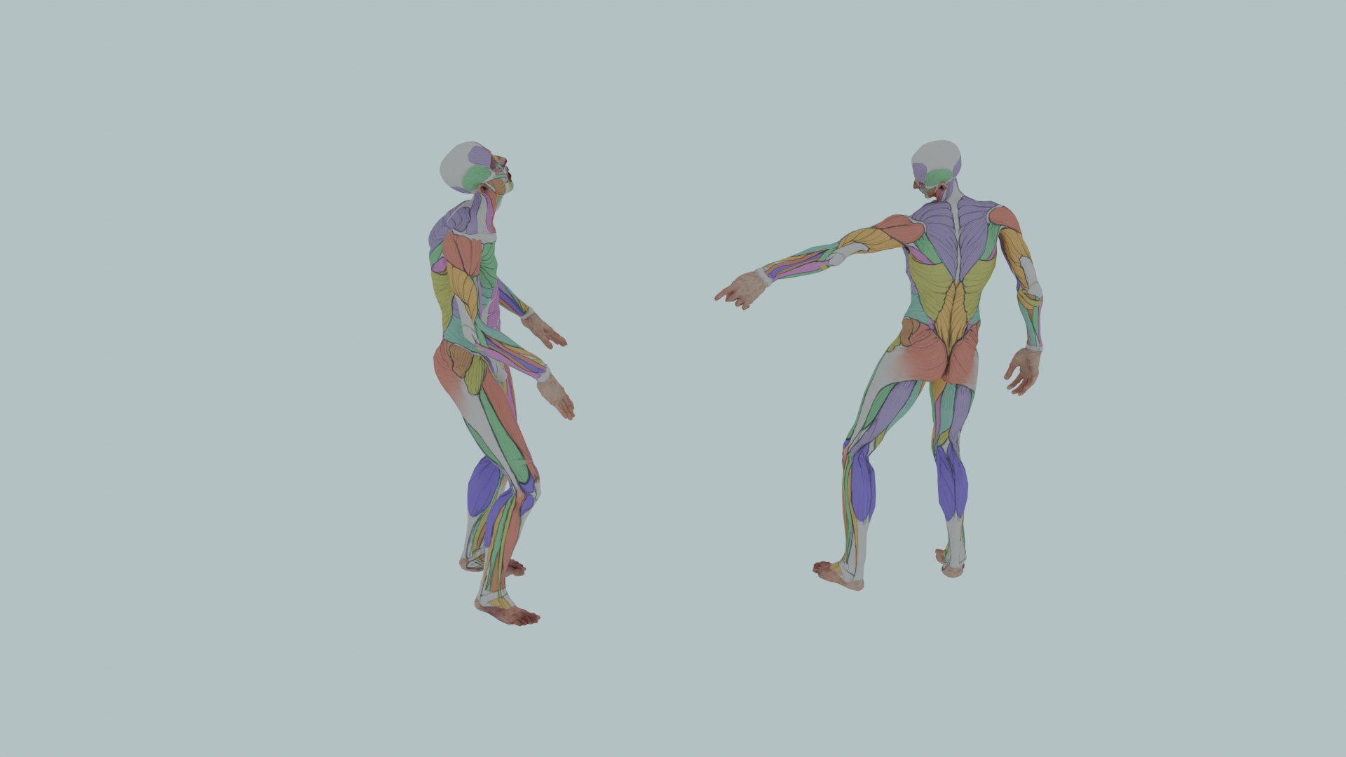 Realistic Aesthetic 3D Human Muscle Anatomy Duo  3D Model model https://p.turbosquid.com/ts-thumb/Zj/0Vse6J/8X/0023/png/1747745643/1920x1080/fit_q87/e4d7c20bd974503d48f5fb61ba5b03aaa8c1ef96/0023.jpg