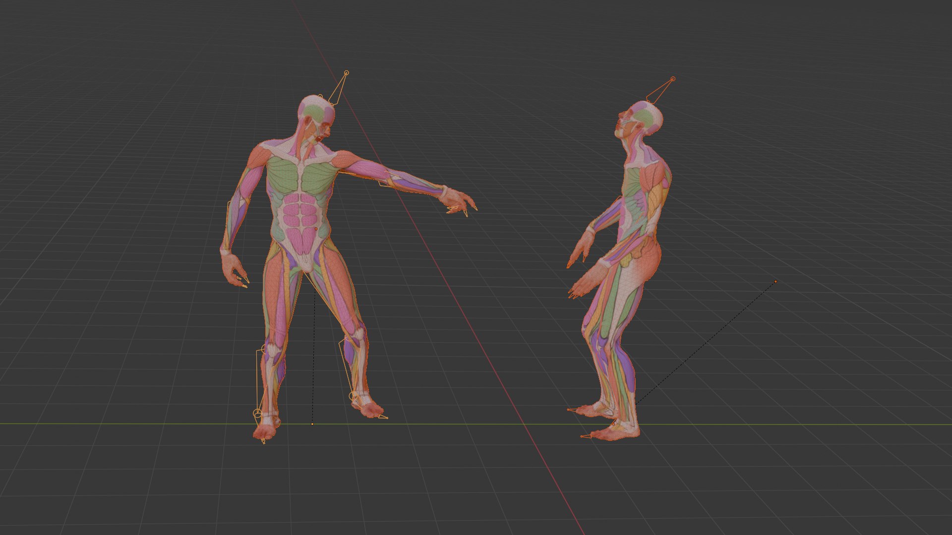 Realistic Aesthetic 3D Human Muscle Anatomy Duo  3D Model model https://p.turbosquid.com/ts-thumb/Zj/0Vse6J/AN/wireframe0022/png/1747747582/1920x1080/fit_q87/af7d310715e300bb6dfe868ad34c8275408aee0d/wireframe0022.jpg
