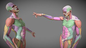 Realistic Aesthetic 3D Human Muscle Anatomy Duo 3D Model
