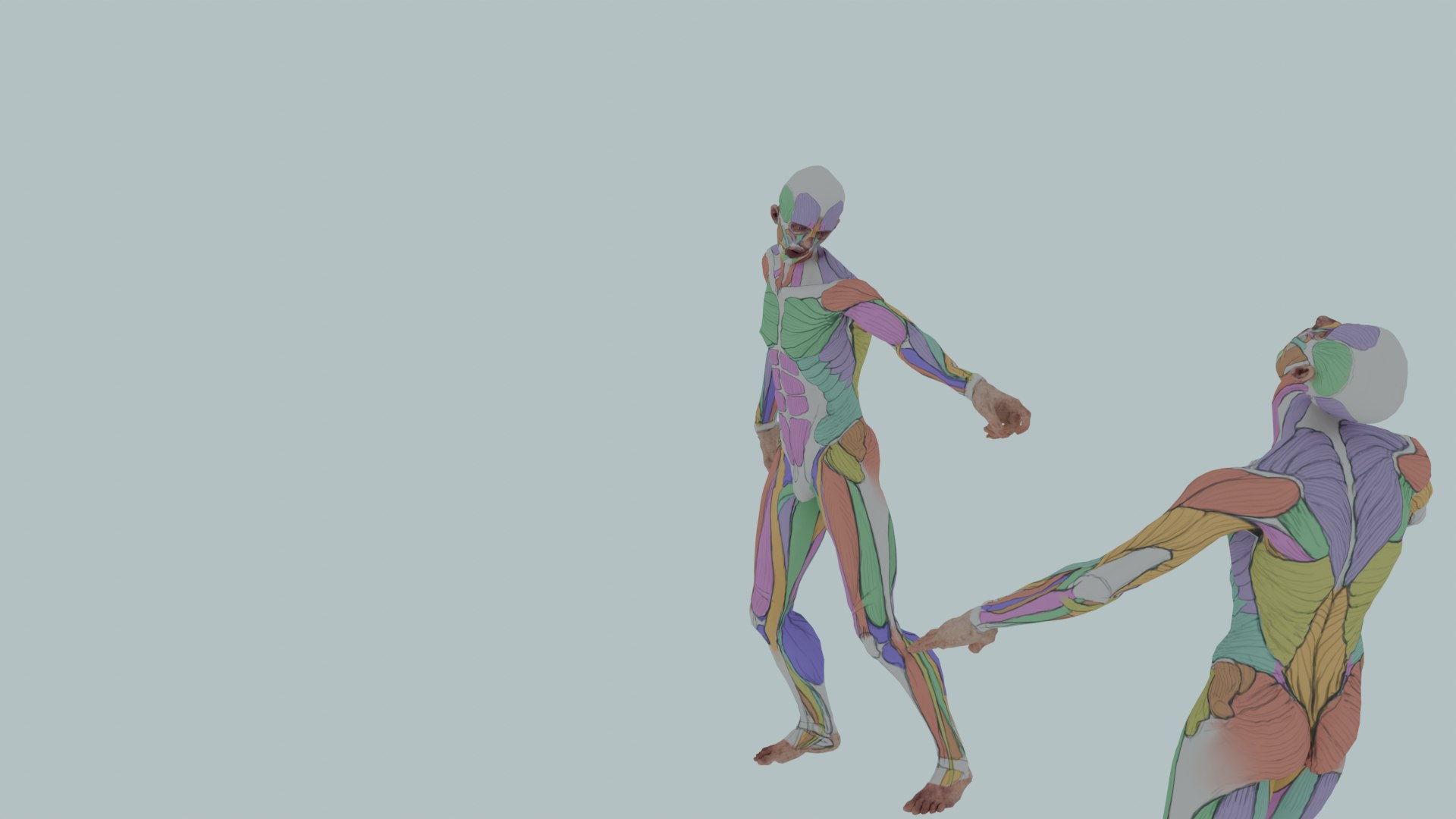Realistic Aesthetic 3D Human Muscle Anatomy Duo  3D Model model https://p.turbosquid.com/ts-thumb/Zj/0Vse6J/CP/0029/png/1747745675/1920x1080/fit_q87/7e96fa283ba43177ffb6889c1e04ece1d55c50ae/0029.jpg