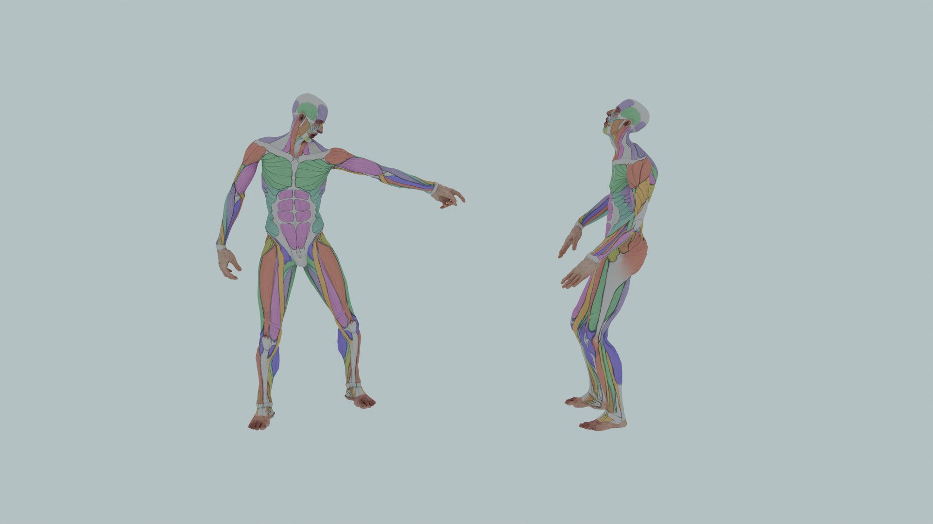 Realistic Aesthetic 3D Human Muscle Anatomy Duo  3D Model model https://p.turbosquid.com/ts-thumb/Zj/0Vse6J/Ml/0022/png/1747745636/1920x1080/fit_q87/075889dc22b7a2c5ca0fae62728d09e071ea141f/0022.jpg