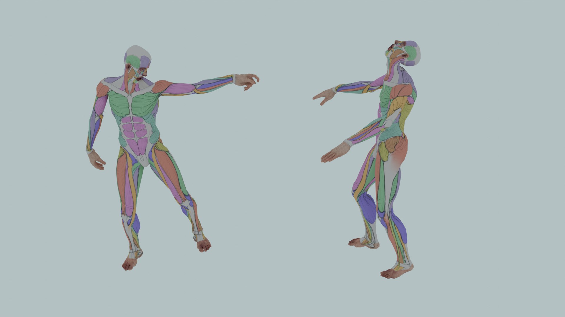 Realistic Aesthetic 3D Human Muscle Anatomy Duo  3D Model model https://p.turbosquid.com/ts-thumb/Zj/0Vse6J/Nu/0031/png/1747745689/1920x1080/fit_q87/c65840a5c5ff1ecea0a82a3b5ab26e2a39845755/0031.jpg