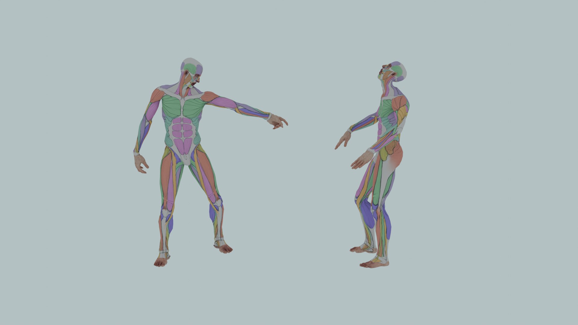 Realistic Aesthetic 3D Human Muscle Anatomy Duo  3D Model model https://p.turbosquid.com/ts-thumb/Zj/0Vse6J/Vl/0025/png/1747745656/1920x1080/fit_q87/ba1c72859fcb85c4ebf41872559418198e6fb523/0025.jpg