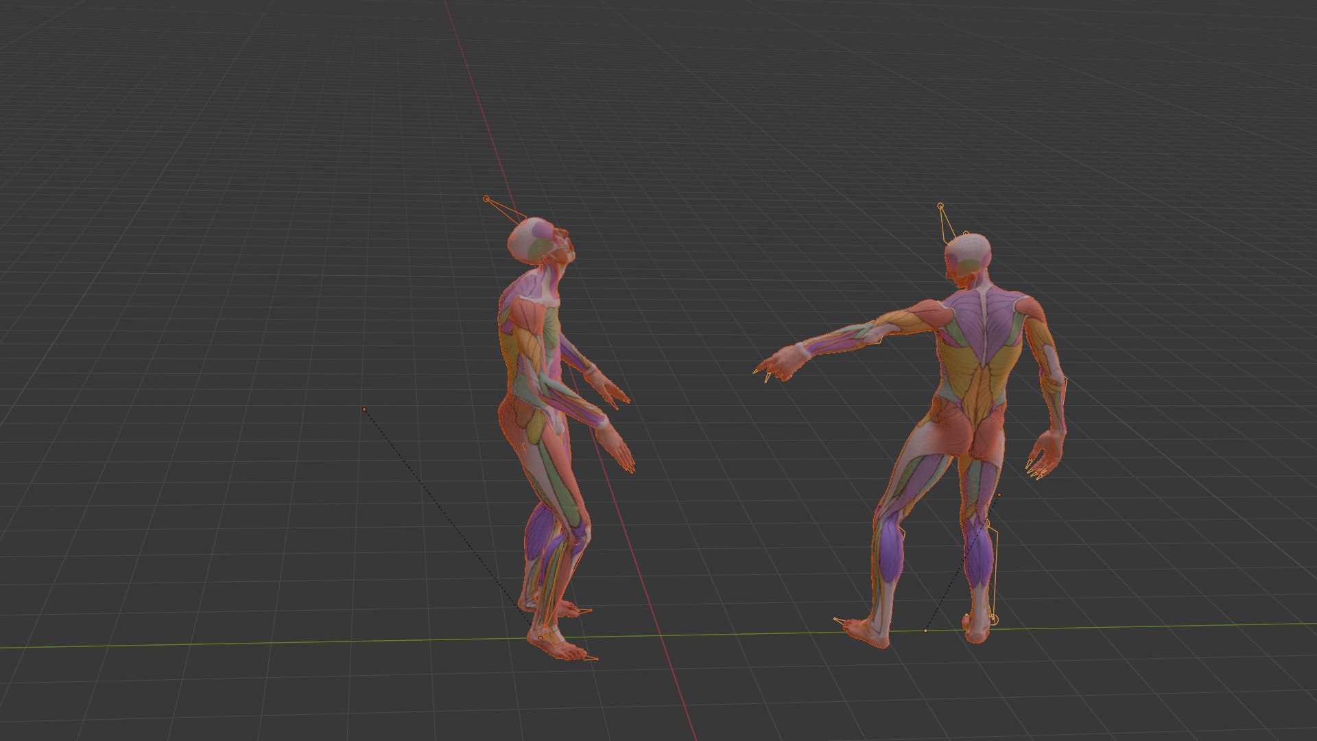 Realistic Aesthetic 3D Human Muscle Anatomy Duo  3D Model model https://p.turbosquid.com/ts-thumb/Zj/0Vse6J/hM/wireframe0024/png/1747747585/1920x1080/fit_q87/c9f03a8b85a196c3f85faf715943c0f5f5650478/wireframe0024.jpg