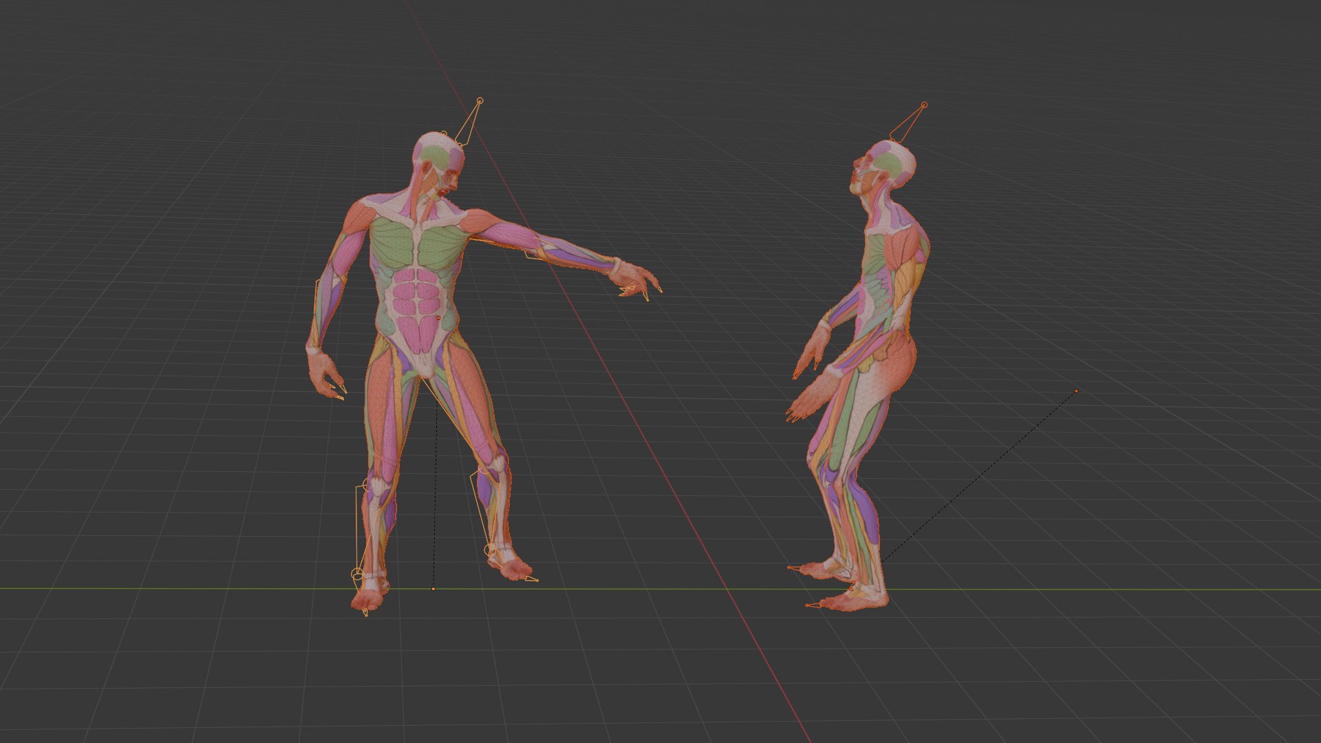Realistic Aesthetic 3D Human Muscle Anatomy Duo  3D Model model https://p.turbosquid.com/ts-thumb/Zj/0Vse6J/vj/wireframe0021/png/1747747585/1920x1080/fit_q87/4ba7d88c893f27d4679bcb3f54c8514e682197d9/wireframe0021.jpg