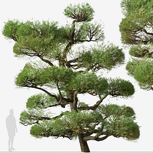 Set of Pinus Thunbergii or Japanese black pine Tree