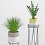 Houseplant 35