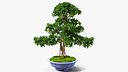 Green Bonsai Tree in Pot Fur