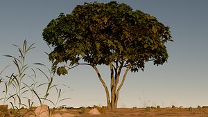 Tree in desert 3D model