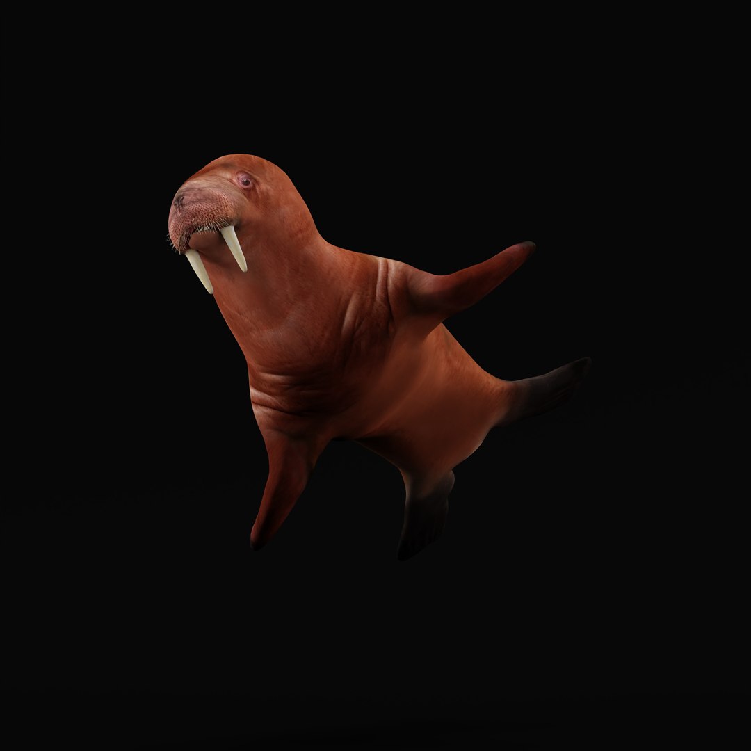 3D Model Young Walrus - TurboSquid 2308064