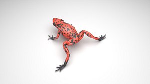 3D Orange and Black Poison Dart Frog