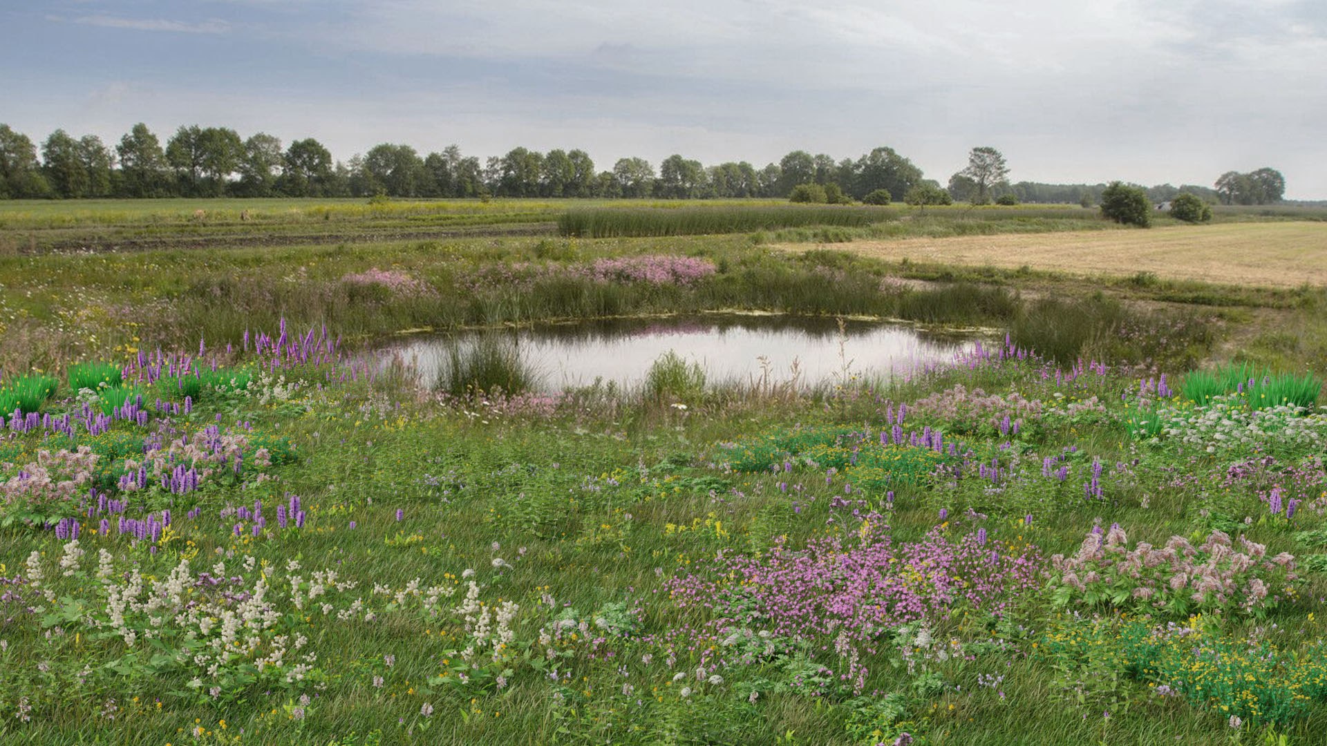 3D Wetland Wild Grass and Flowers model https://p.turbosquid.com/ts-thumb/Zj/x0Mv3n/0e/render0001/jpg/1778443420/1920x1080/fit_q87/11395798dcc20bcba8a4712c1beeeb19f3e90b34/render0001.jpg