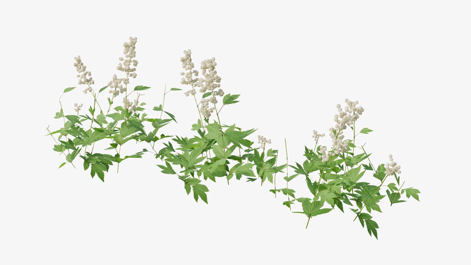3D Wetland Wild Grass and Flowers model https://p.turbosquid.com/ts-thumb/Zj/x0Mv3n/3g/loose_plant0031copy/png/1778443649/1920x1080/fit_q87/9005b74d40acae19796fc1d423f1a4734c5507ab/loose_plant0031copy.jpg