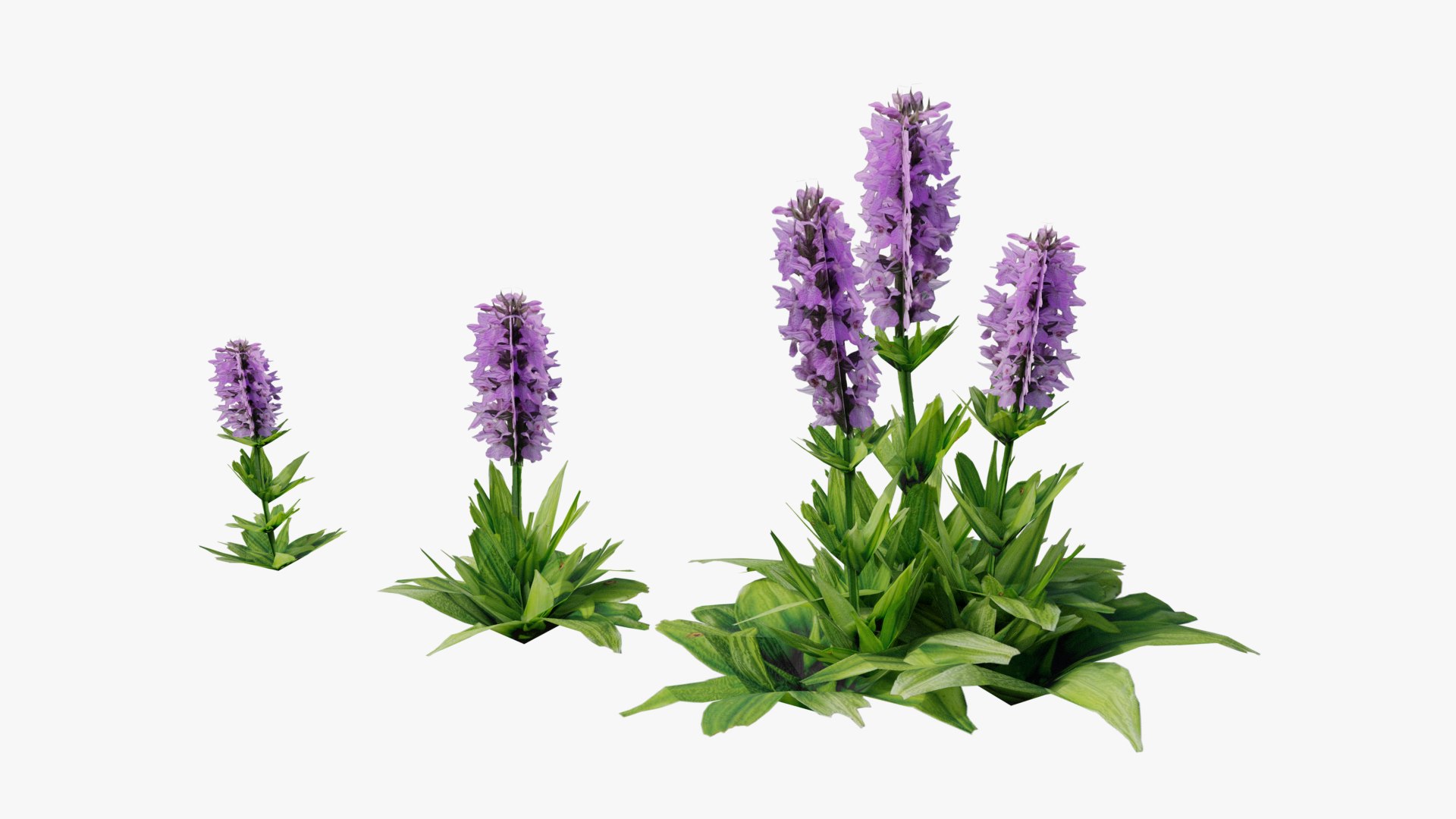 3D Wetland Wild Grass and Flowers model https://p.turbosquid.com/ts-thumb/Zj/x0Mv3n/4P/loose_plant0034copy/png/1778443651/1920x1080/fit_q87/ae99995782e48718137f184dc8dcdbf05a0356fb/loose_plant0034copy.jpg
