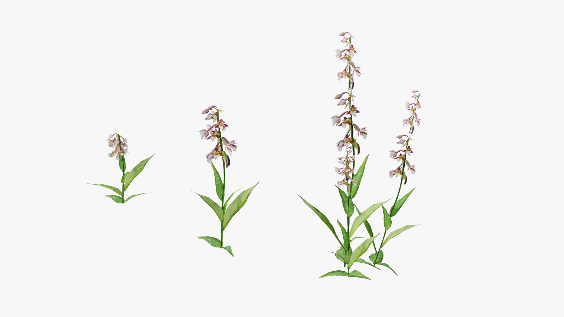3D Wetland Wild Grass and Flowers model https://p.turbosquid.com/ts-thumb/Zj/x0Mv3n/66/loose_plant0033copy/png/1778443650/1920x1080/fit_q87/9fd22e15923bfba3002e95ed6f0e9e32b3cc0710/loose_plant0033copy.jpg