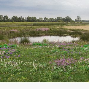 3D Wetland Wild Grass and Flowers model