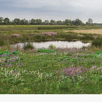 Wetland Wild Grass and Flowers