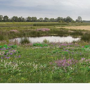 Wetland Wild Grass and Flowers