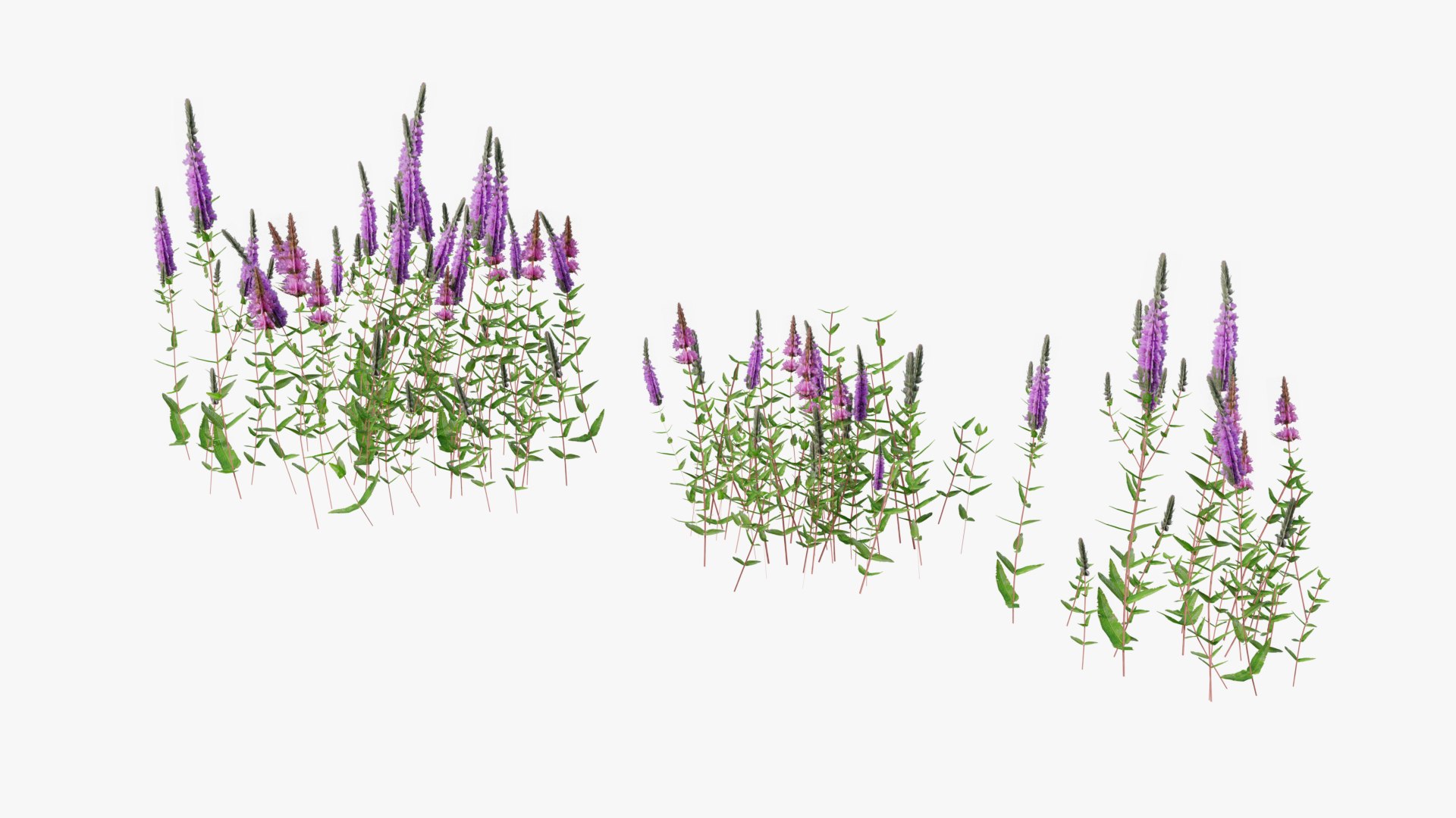 3D Wetland Wild Grass and Flowers model https://p.turbosquid.com/ts-thumb/Zj/x0Mv3n/C8/loose_plant0027copy/png/1778443647/1920x1080/fit_q87/3a3c8696d1930c24dbd19aeb4ded11a1fba1dfb4/loose_plant0027copy.jpg