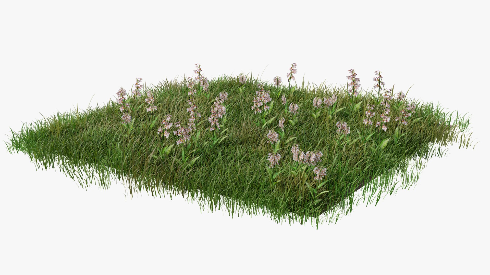 3D Wetland Wild Grass and Flowers model https://p.turbosquid.com/ts-thumb/Zj/x0Mv3n/D2/loose_plant_plane0014copy/png/1778443618/1920x1080/fit_q87/6faaf4613134ff7313a4d183c66f3d6acf5642fc/loose_plant_plane0014copy.jpg