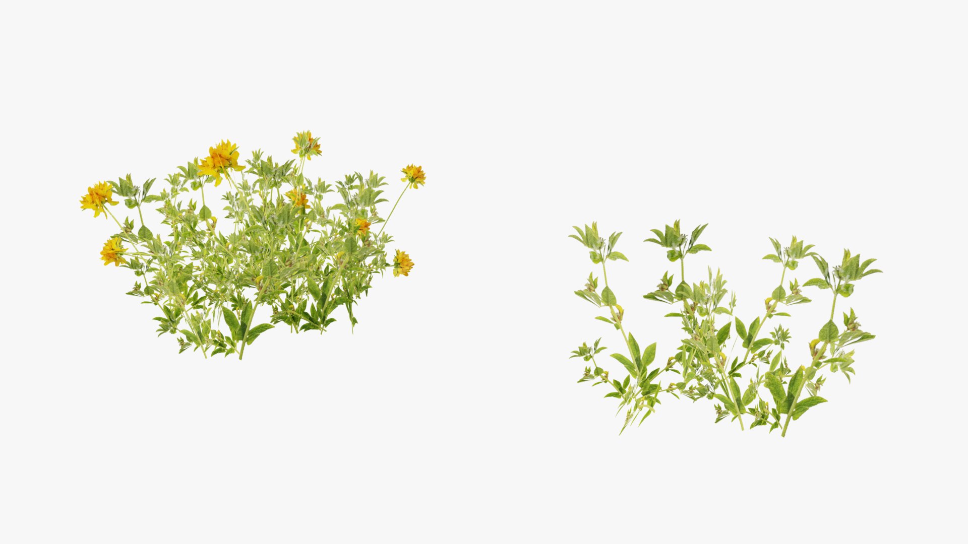 3D Wetland Wild Grass and Flowers model https://p.turbosquid.com/ts-thumb/Zj/x0Mv3n/Ea/loose_plant0022copy/png/1778443645/1920x1080/fit_q87/baa94fb7869b3c6d107f0b5fe6b94f8e9751ef34/loose_plant0022copy.jpg