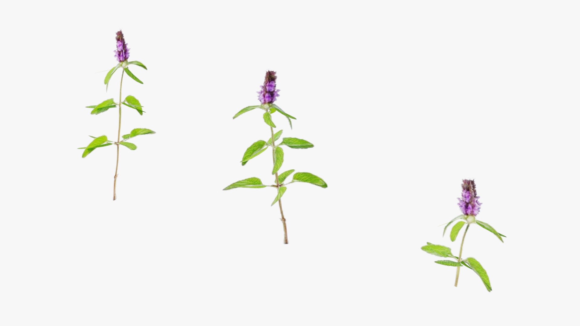 3D Wetland Wild Grass and Flowers model https://p.turbosquid.com/ts-thumb/Zj/x0Mv3n/Ix/loose_plant0020copy/png/1778443645/1920x1080/fit_q87/37e970e3494cdf352a4c7787979e1f16dd644aff/loose_plant0020copy.jpg