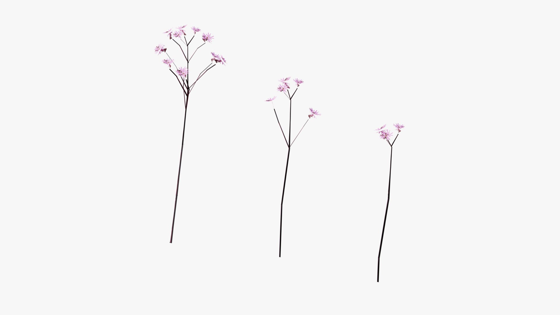 3D Wetland Wild Grass and Flowers model https://p.turbosquid.com/ts-thumb/Zj/x0Mv3n/NS/loose_plant0025copy/png/1778443646/1920x1080/fit_q87/344c16866071d066ac4712dfc862c2afee0e87fa/loose_plant0025copy.jpg