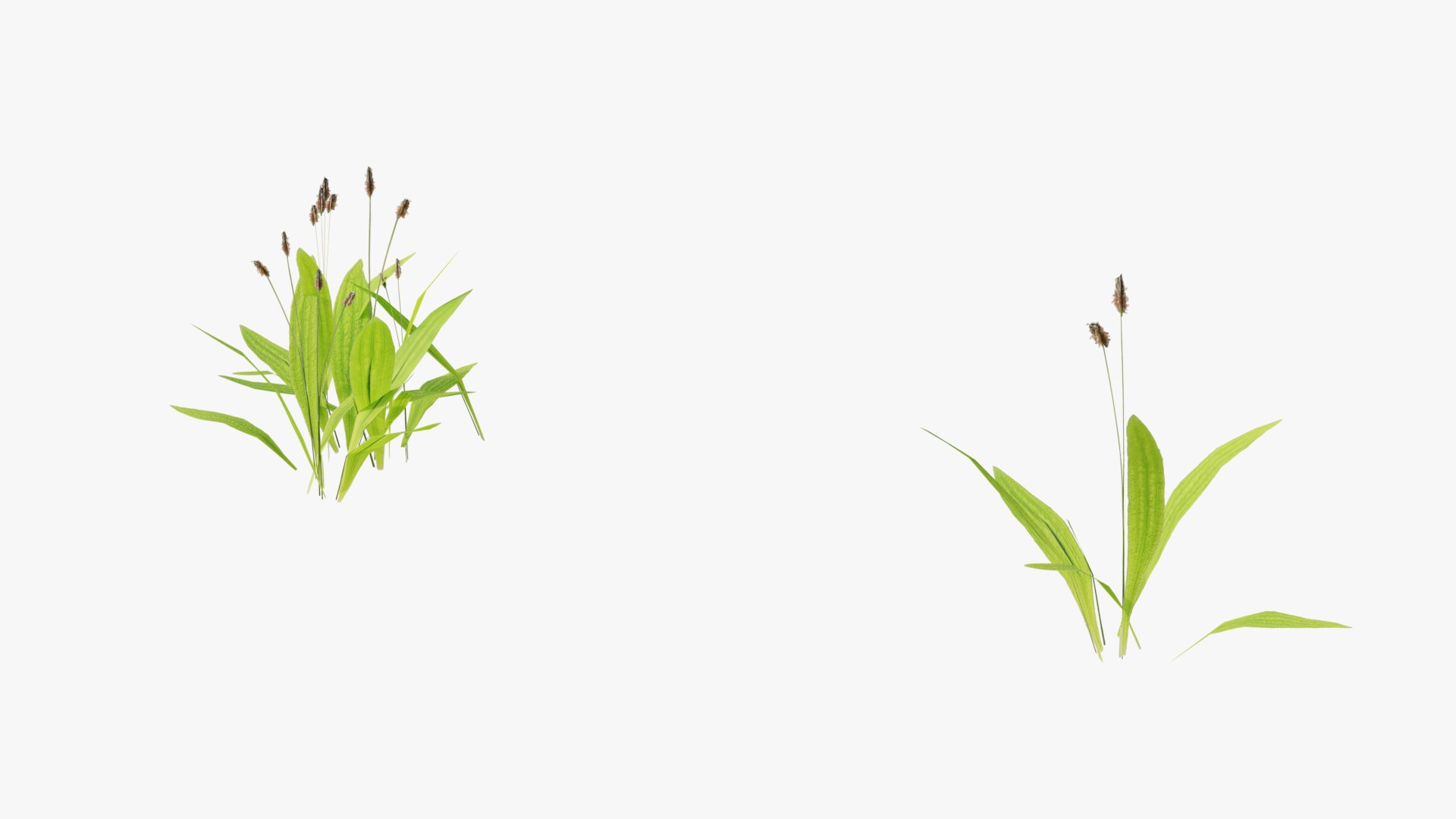 3D Wetland Wild Grass and Flowers model https://p.turbosquid.com/ts-thumb/Zj/x0Mv3n/Uy/loose_plant0021copy/png/1778443644/1920x1080/fit_q87/d14e2b8b6439d23cf87ea4b9cf7ff11408b268bb/loose_plant0021copy.jpg