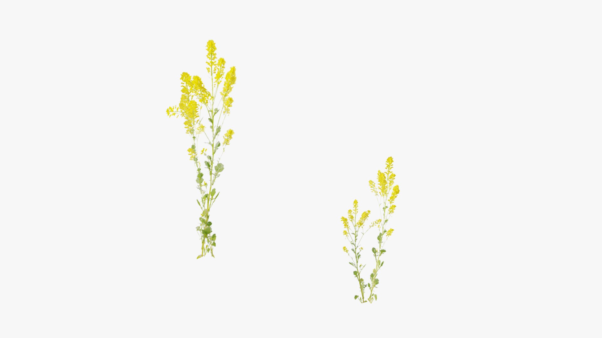 3D Wetland Wild Grass and Flowers model https://p.turbosquid.com/ts-thumb/Zj/x0Mv3n/Wz/loose_plant0024copy/png/1778443646/1920x1080/fit_q87/14cfca9f95cb80b8b054b8ee6727283e3151e89b/loose_plant0024copy.jpg