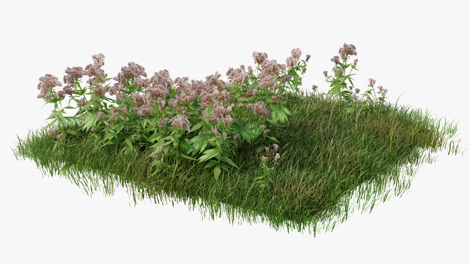 3D Wetland Wild Grass and Flowers model https://p.turbosquid.com/ts-thumb/Zj/x0Mv3n/XS/loose_plant_plane0013copy/png/1778443617/1920x1080/fit_q87/9a66191eed0ee34bd56b0e1793ea57ce621e4122/loose_plant_plane0013copy.jpg