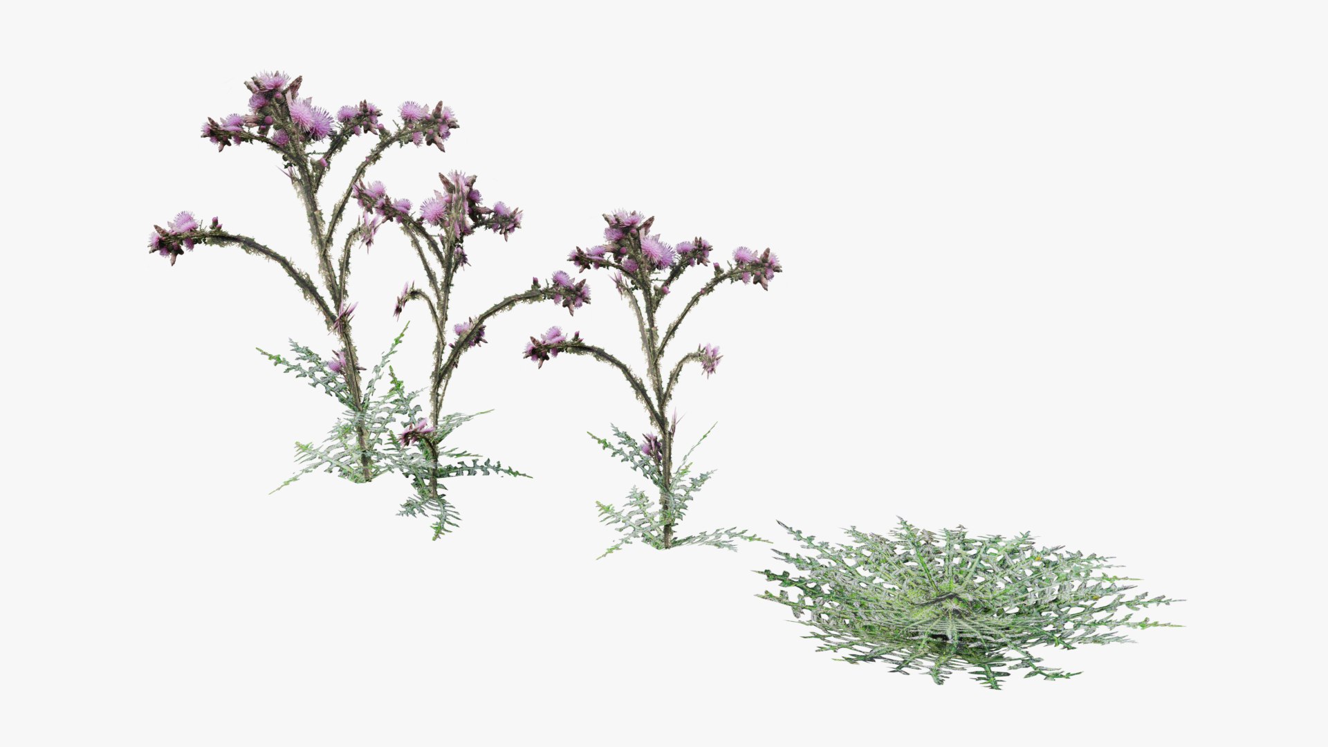 3D Wetland Wild Grass and Flowers model https://p.turbosquid.com/ts-thumb/Zj/x0Mv3n/oN/loose_plant0035copy/png/1778443651/1920x1080/fit_q87/9c1ee0576a4c183aa7ad9e5a7314d6c009a880e5/loose_plant0035copy.jpg