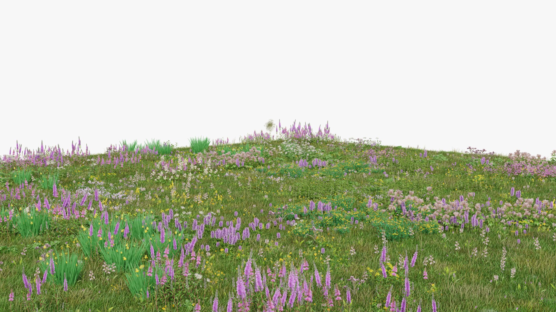 3D Wetland Wild Grass and Flowers model https://p.turbosquid.com/ts-thumb/Zj/x0Mv3n/wK/render0002copy/png/1778443420/1920x1080/fit_q87/bb0f9507065a2f3d513dceb74cc442e5a59e1871/render0002copy.jpg