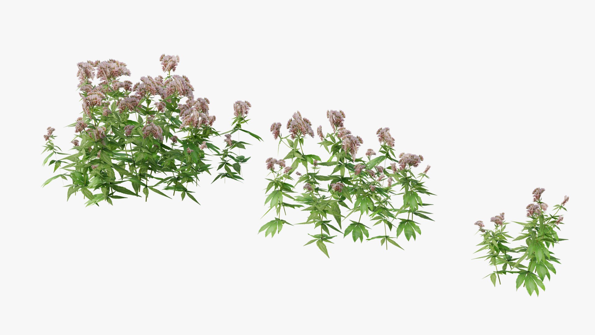 3D Wetland Wild Grass and Flowers model https://p.turbosquid.com/ts-thumb/Zj/x0Mv3n/wZ/loose_plant0032copy/png/1778443650/1920x1080/fit_q87/ae7757b36ef87250f9b3db74042cb3a96649408b/loose_plant0032copy.jpg