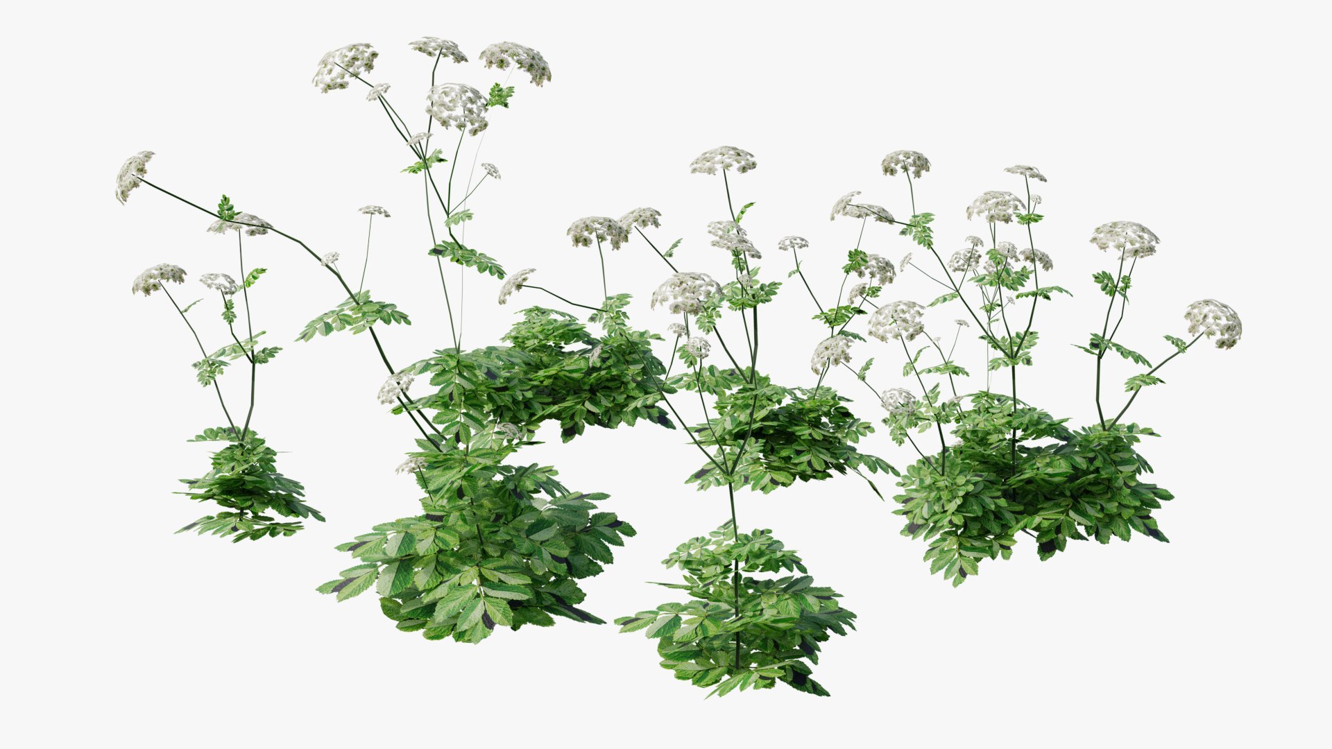 3D Wetland Wild Grass and Flowers model https://p.turbosquid.com/ts-thumb/Zj/x0Mv3n/xt/loose_plant0037copy/png/1778443652/1920x1080/fit_q87/eb7356c739ad515067f840b05325875a72ab93d0/loose_plant0037copy.jpg