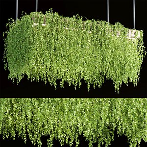 Hanging plants for indoor vol 158 3D model