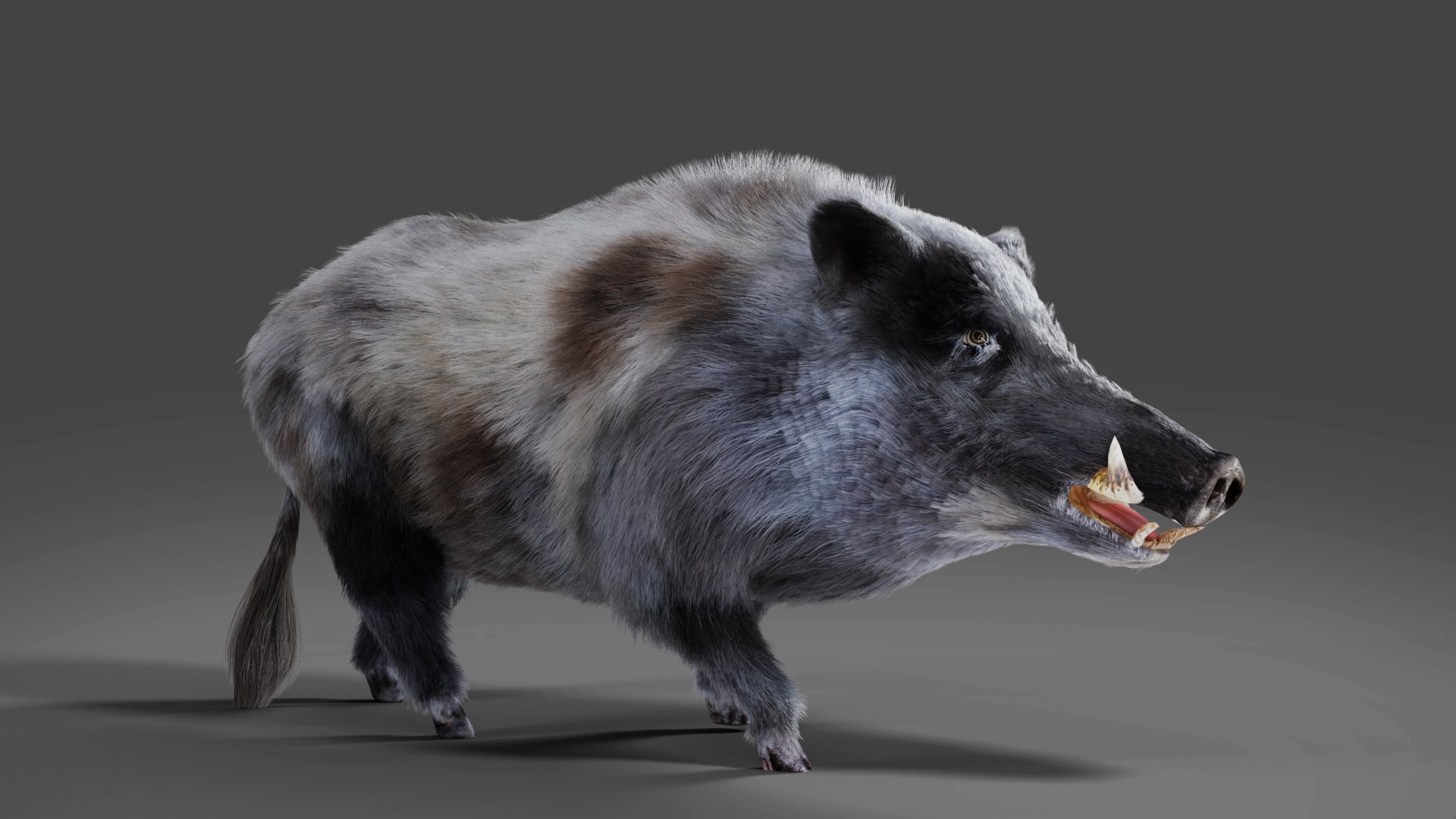 3D Fur Wild Boar V04 Rigged and Animation https://p.turbosquid.com/ts-thumb/Zk/RFHOyf/CD/02/jpg/1687937434/1920x1080/fit_q87/a34ffcb98adf646a882fc77a157f604b413097bc/02.jpg