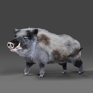 3D Fur Wild Boar V04 Rigged and Animation