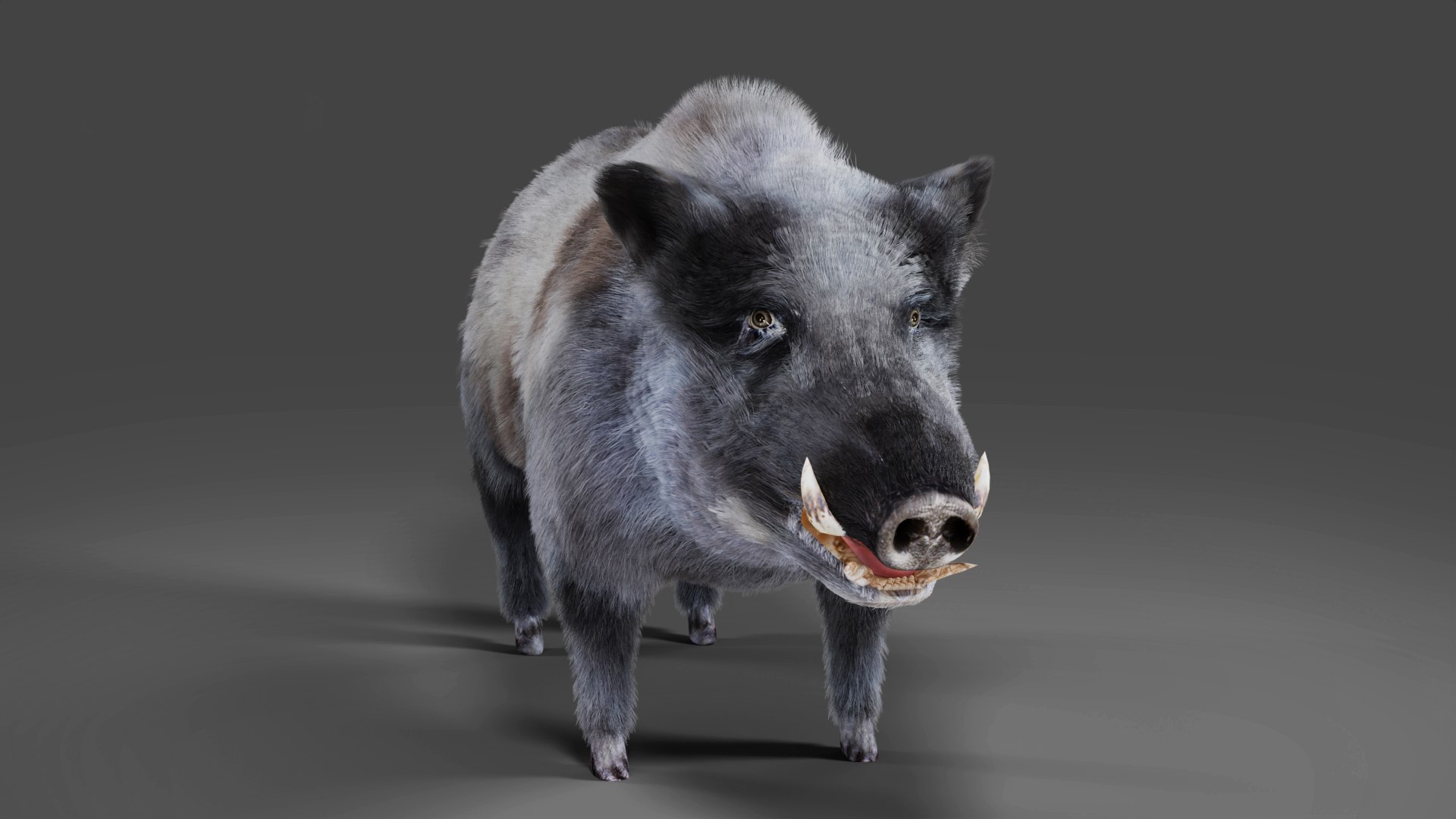 3D Fur Wild Boar V04 Rigged and Animation https://p.turbosquid.com/ts-thumb/Zk/RFHOyf/nA/06/jpg/1687937436/1920x1080/fit_q87/3f10bef2d79c1e2fde26d8d5536de2d6d540a9f5/06.jpg