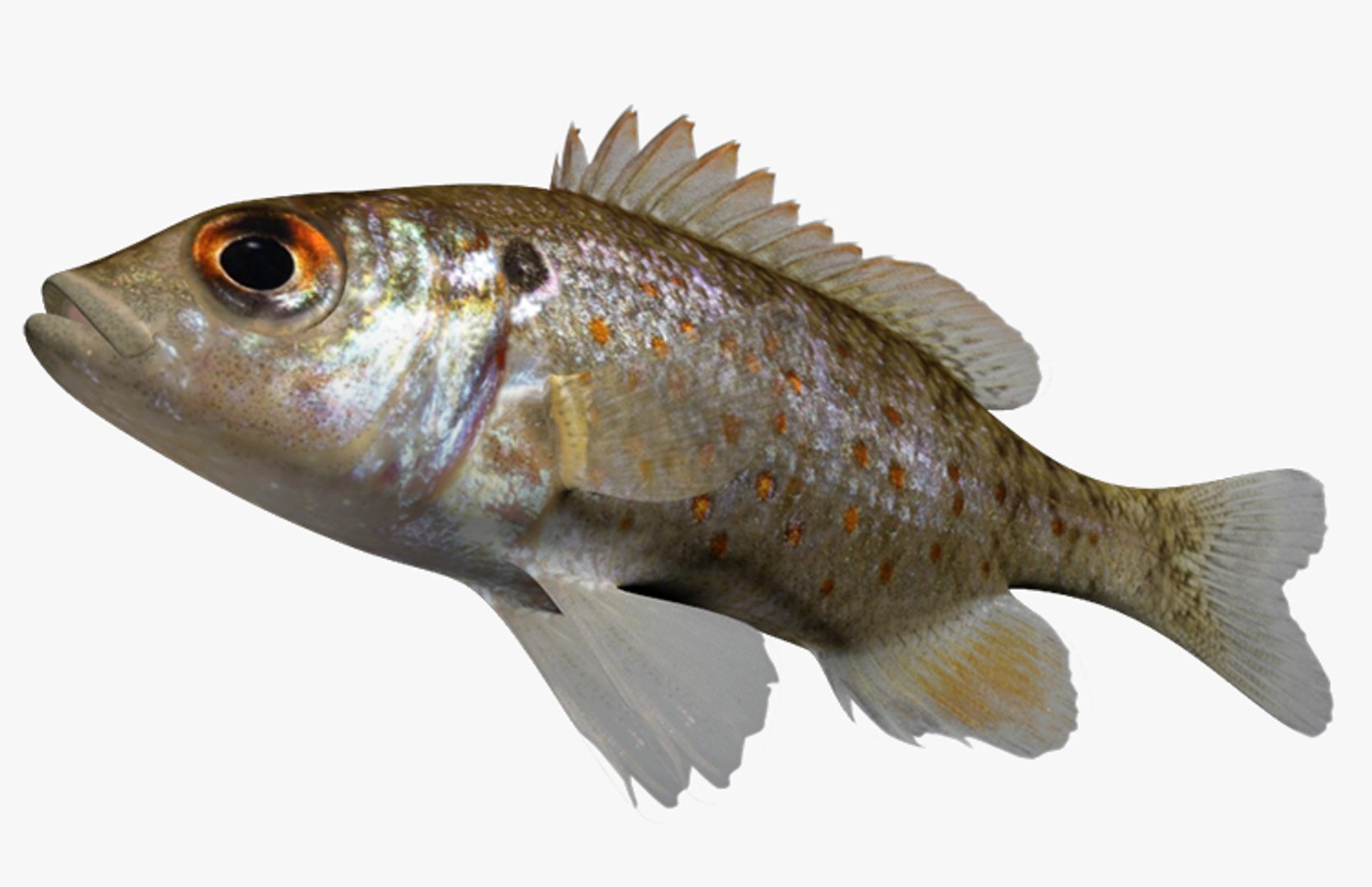 3dsmax lepomis humilis orangespotted sunfish