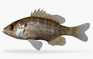 Lepomis humilis Orangespotted Sunfish