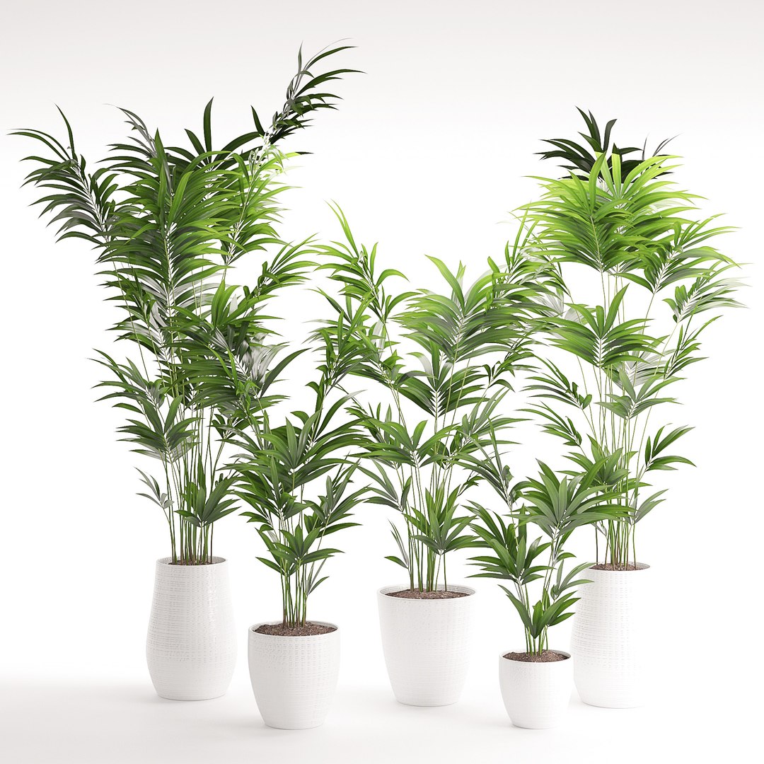 3D Houseplant 18 - TurboSquid 1285191