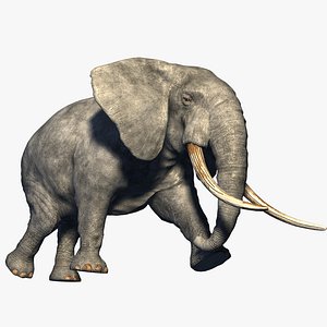 elephant