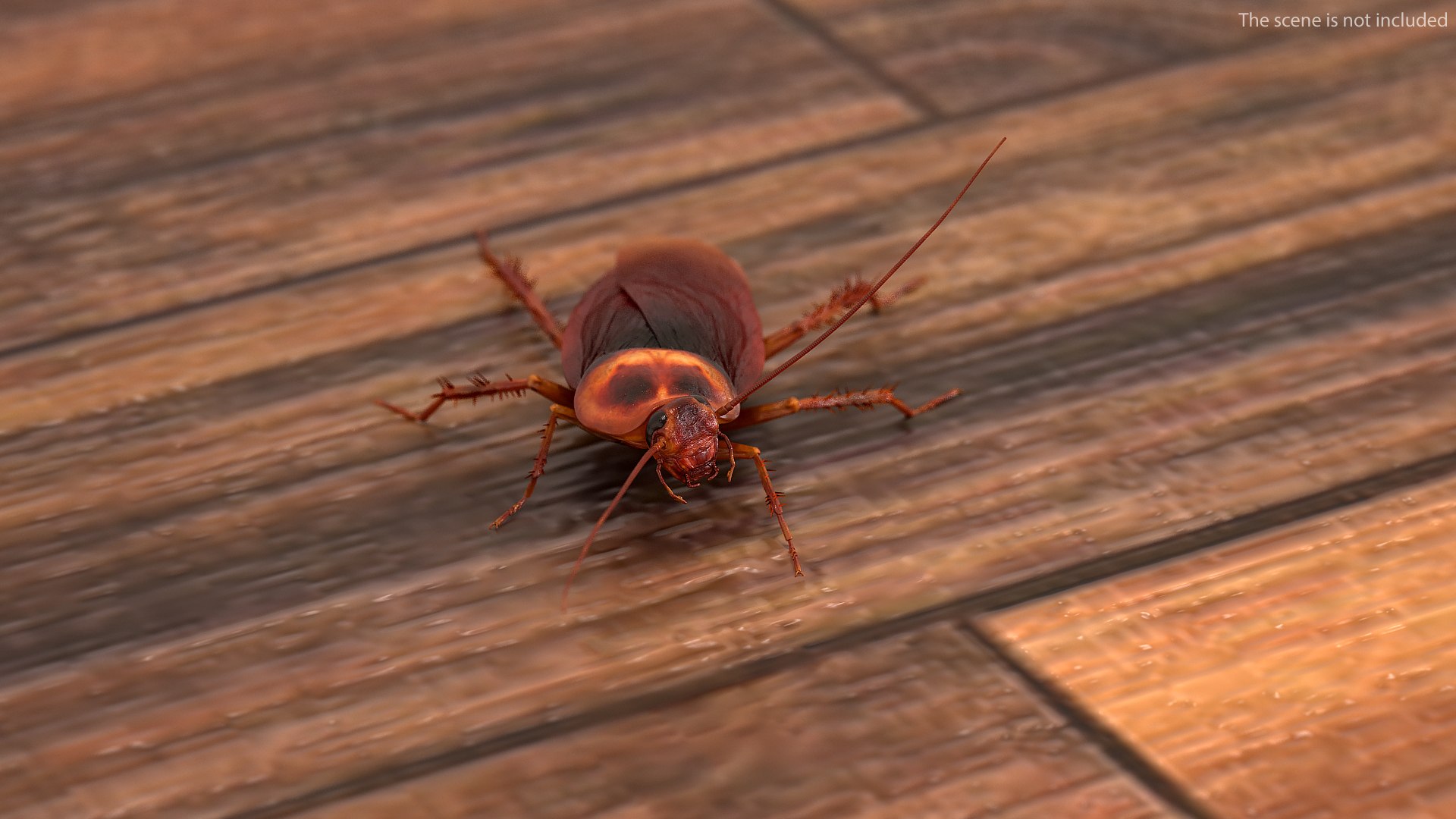 Animated Cockroach Running Rigged for Cinema 4D 3D model preview