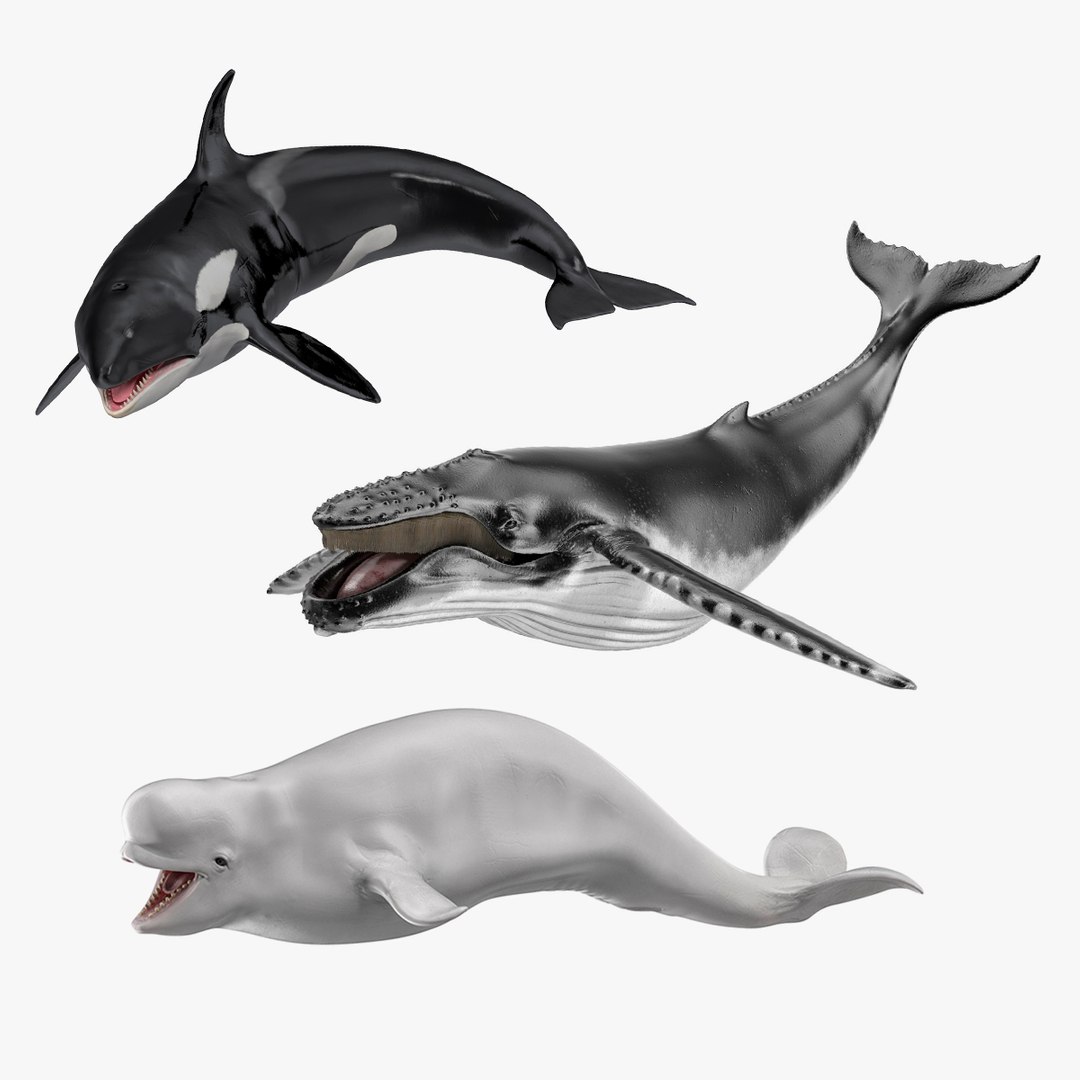 Rigged Whales Collection 3D model preview